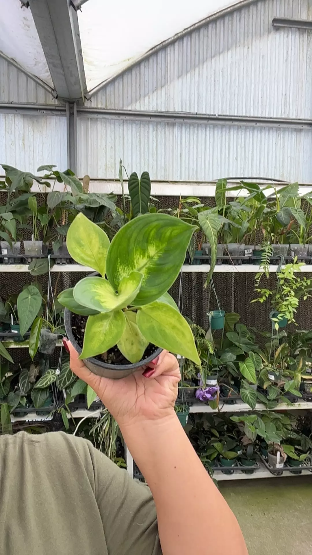 plant/e412 dieffenbachia Camille-0