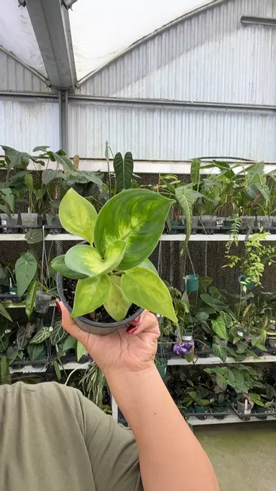 plant/e412 dieffenbachia Camille-0-thumbnail