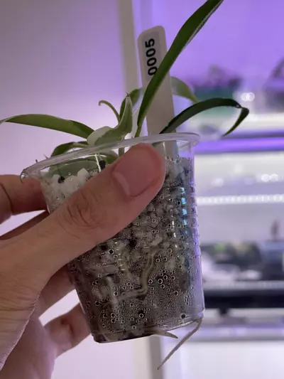 plant/philodendron Tortum albo #5-2-thumbnail