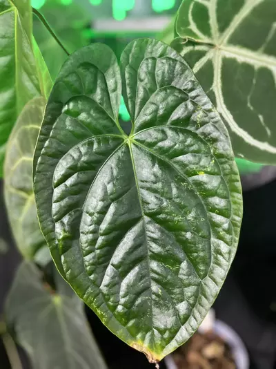 plant/Anthurium RA Pap x Luxurians-0-thumbnail