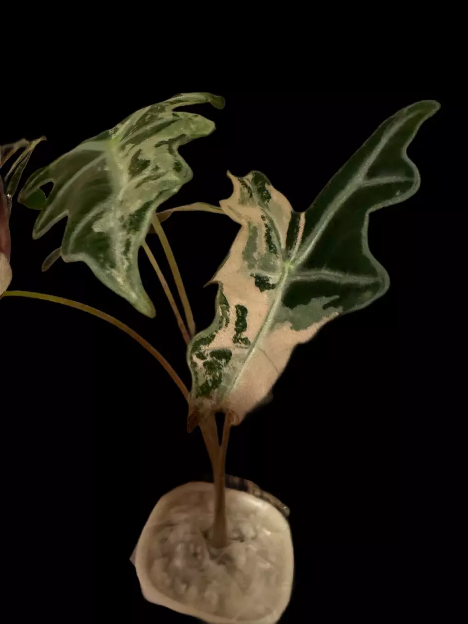 plant/Pink Nobilis CORM-0