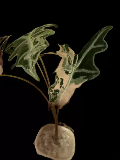 plant/Pink Nobilis CORM-0-thumbnail