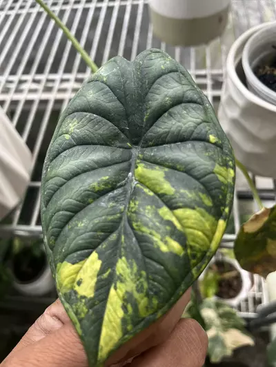 plant/Alocasia Dragon Scale Aurea-0-thumbnail