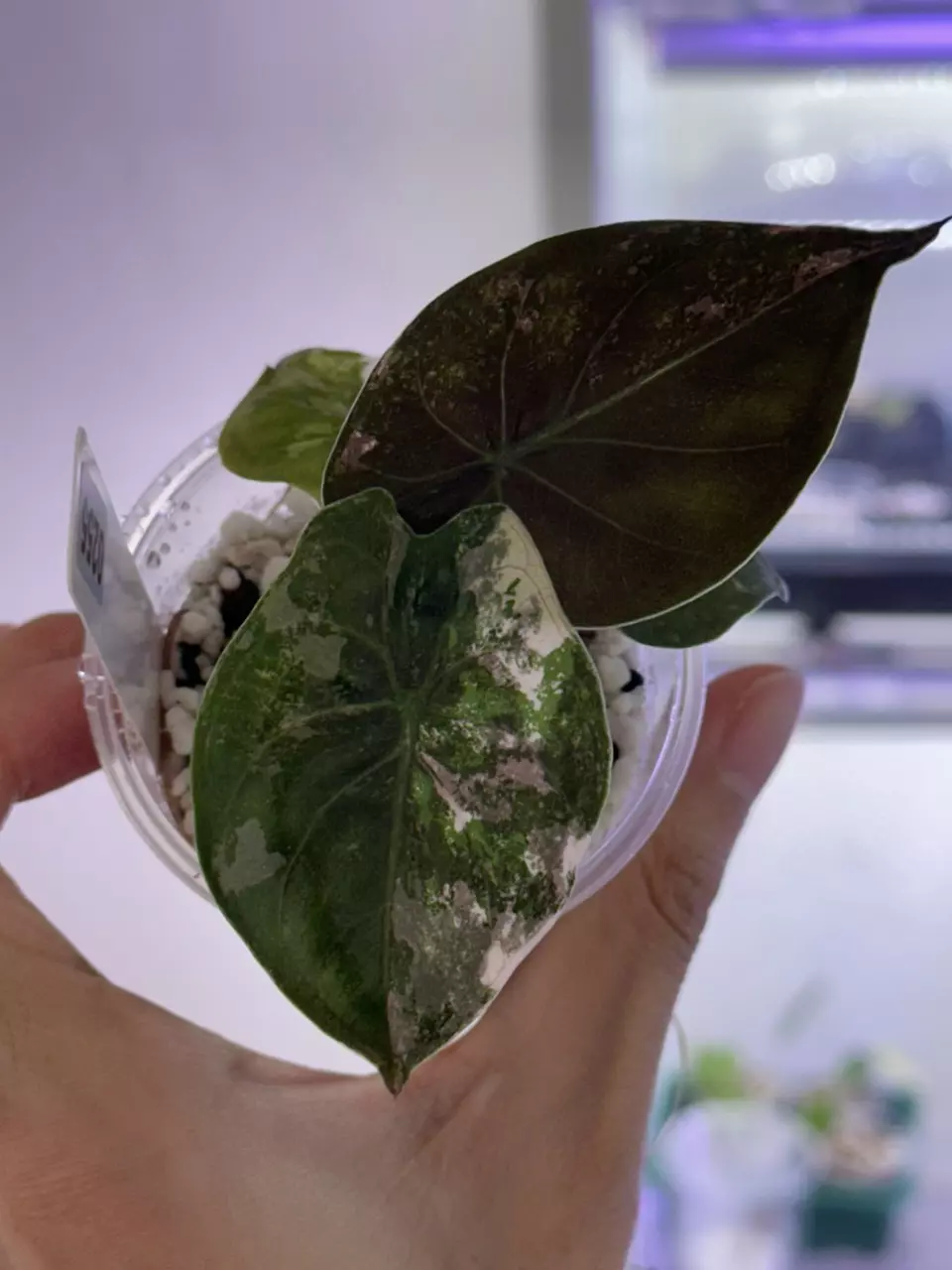 plant/Alocasia Wentii pink #255-0