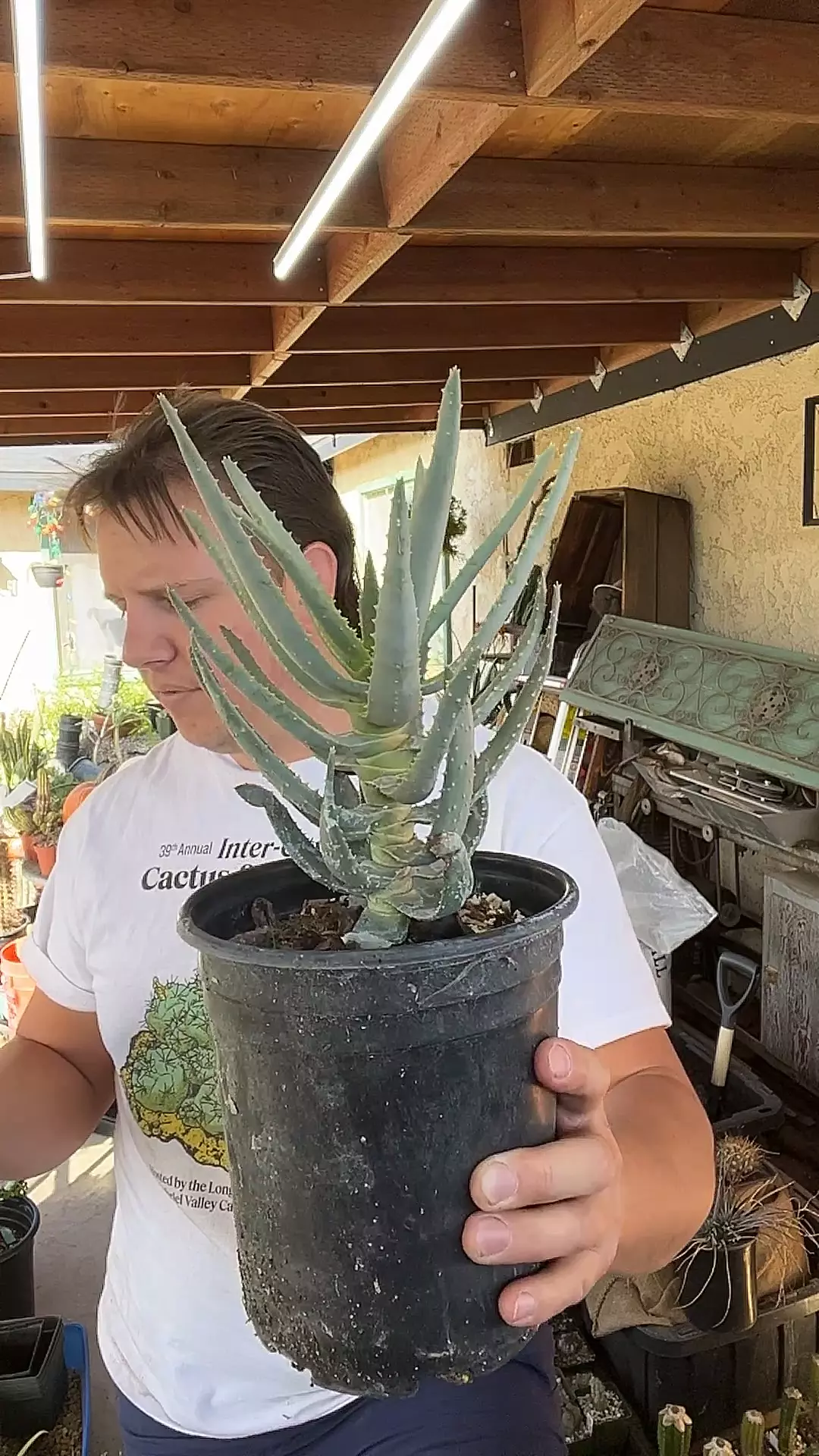 plant/Aloe Dichotoma Rooted 9” tall plant-0