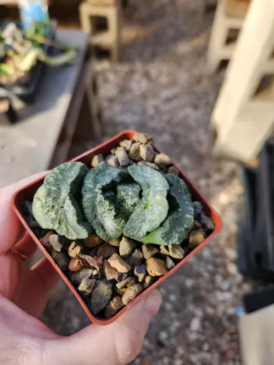 plant/Haworthia "Wu Zetian" truncata-0-thumbnail