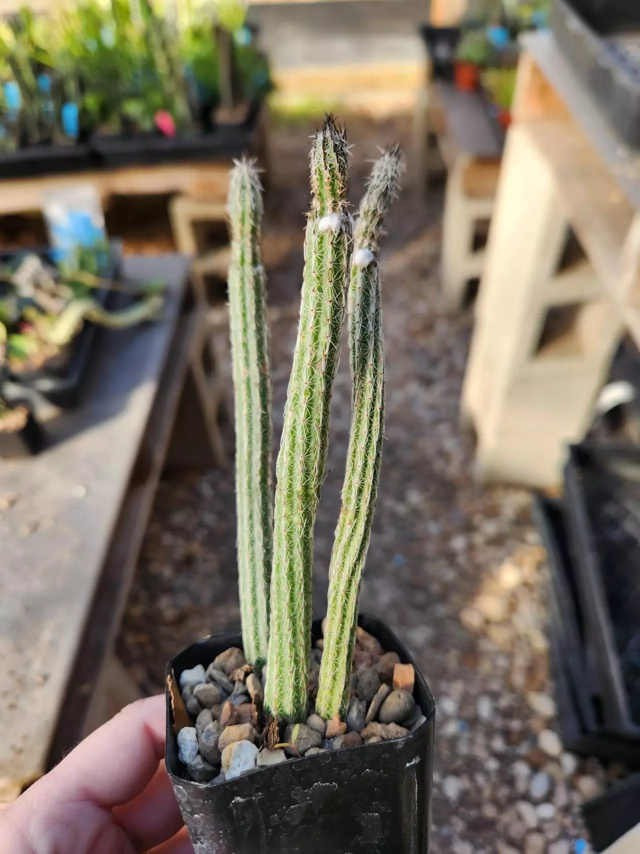 plant/Wilcoxia poselgeri-0