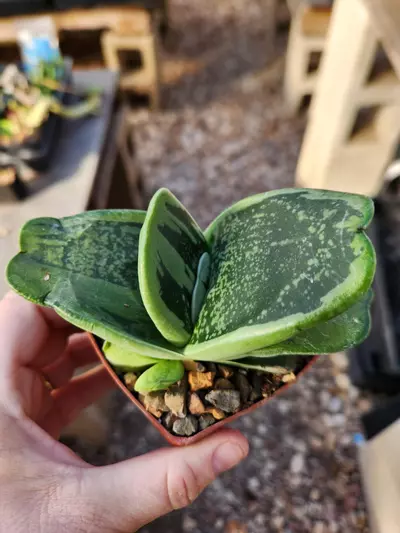 plant/Gasteria armstrongii-0-thumbnail