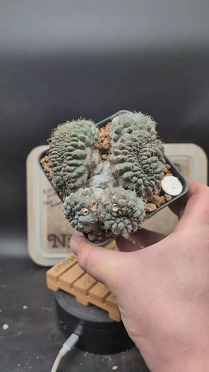 plant/m386 bigger Gymno baldi crest 4" pot, some scarring-0