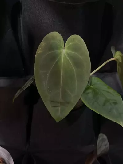 plant/Anthurium Pandemonium x doc block f2-0-thumbnail