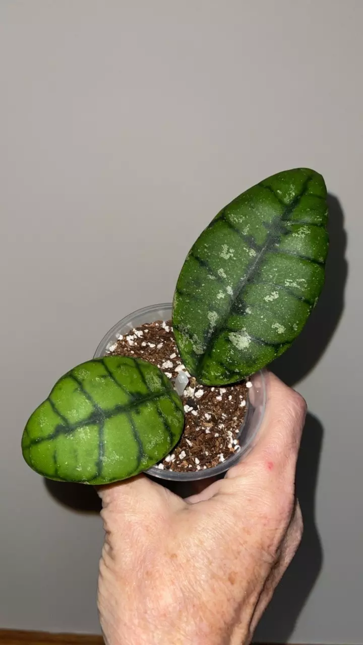 plant/85 Hoya callistophylla Indonesia round leaf-0