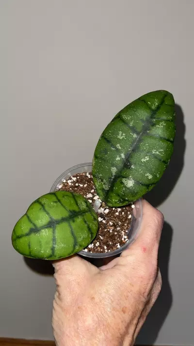 plant/85 Hoya callistophylla Indonesia round leaf-0-thumbnail