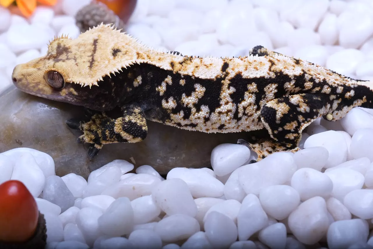 plant/Swarovski -RTB male out of Eternity x Logan-1