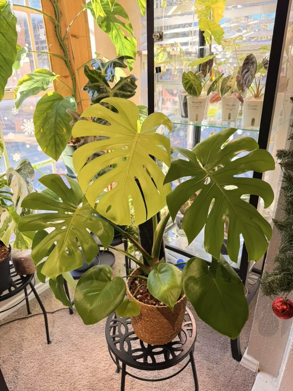 plant/Monstera Lemon Lime-1