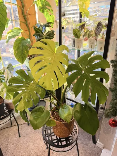 plant/Monstera Lemon Lime-1-thumbnail