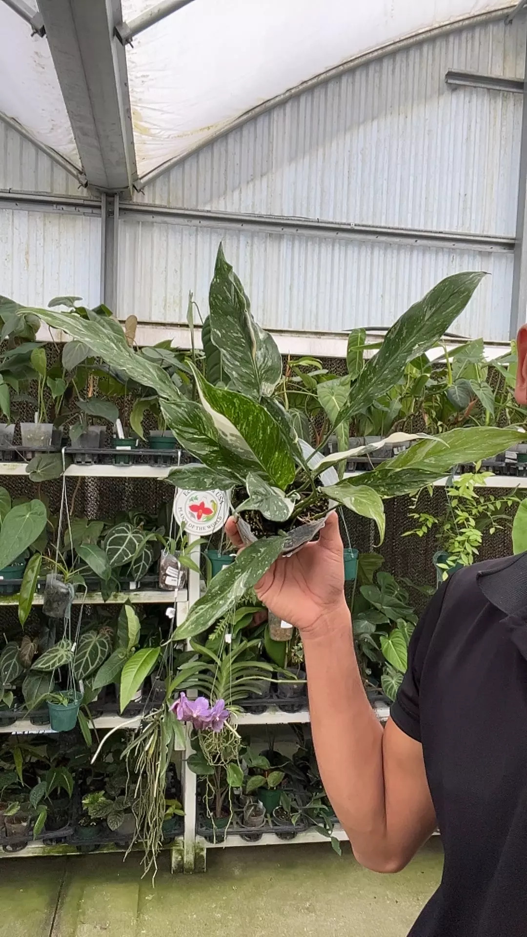 plant/E413 Spathiphyllum domino-0