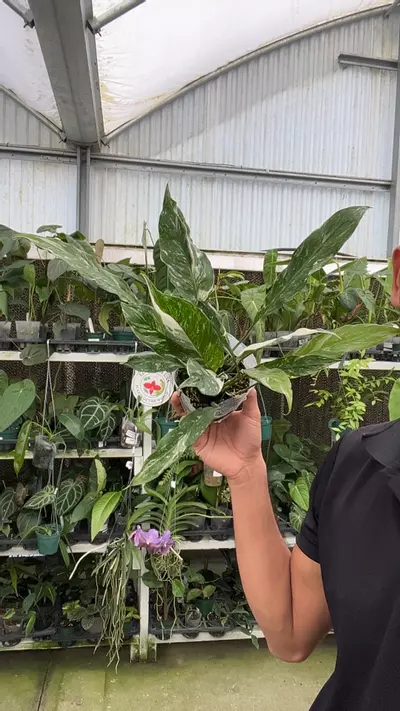 plant/E413 Spathiphyllum domino-0-thumbnail