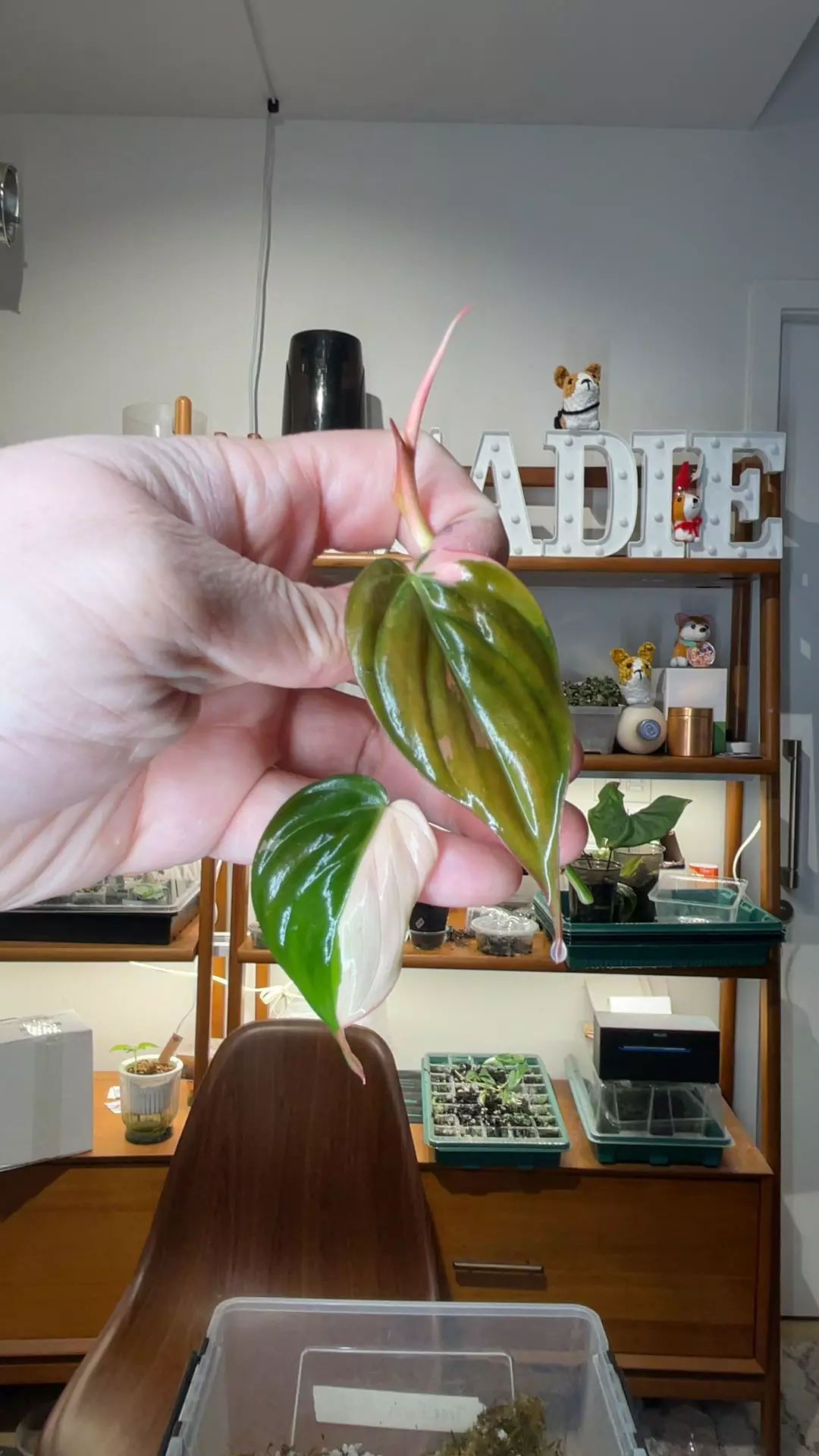 plant/albo pink mican top cut-0