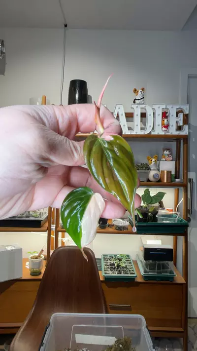 plant/albo pink mican top cut-0-thumbnail