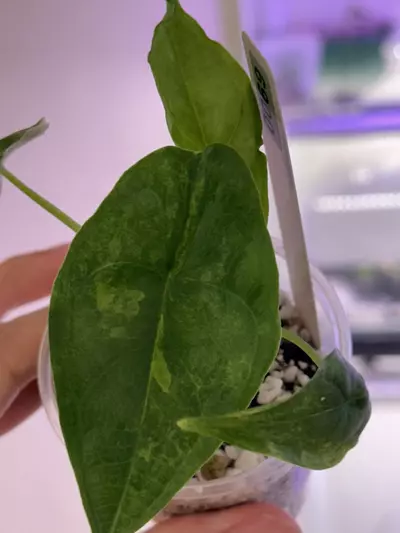 plant/Alocasia dragon breadth aurea var #69 discounted-0-thumbnail