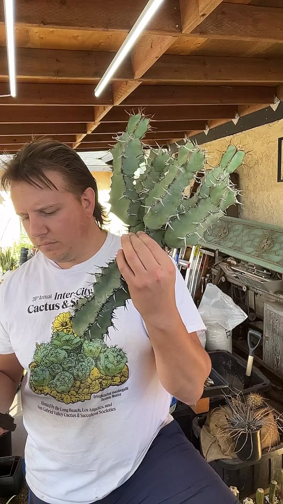 plant/6 headed Euphorbia venenata cutting-0