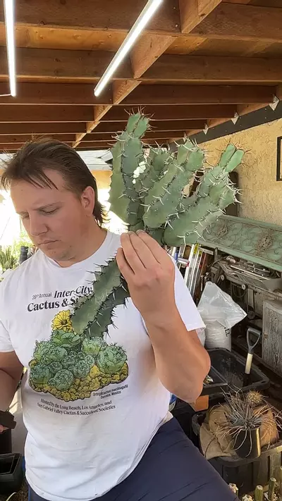 plant/6 headed Euphorbia venenata cutting-0-thumbnail