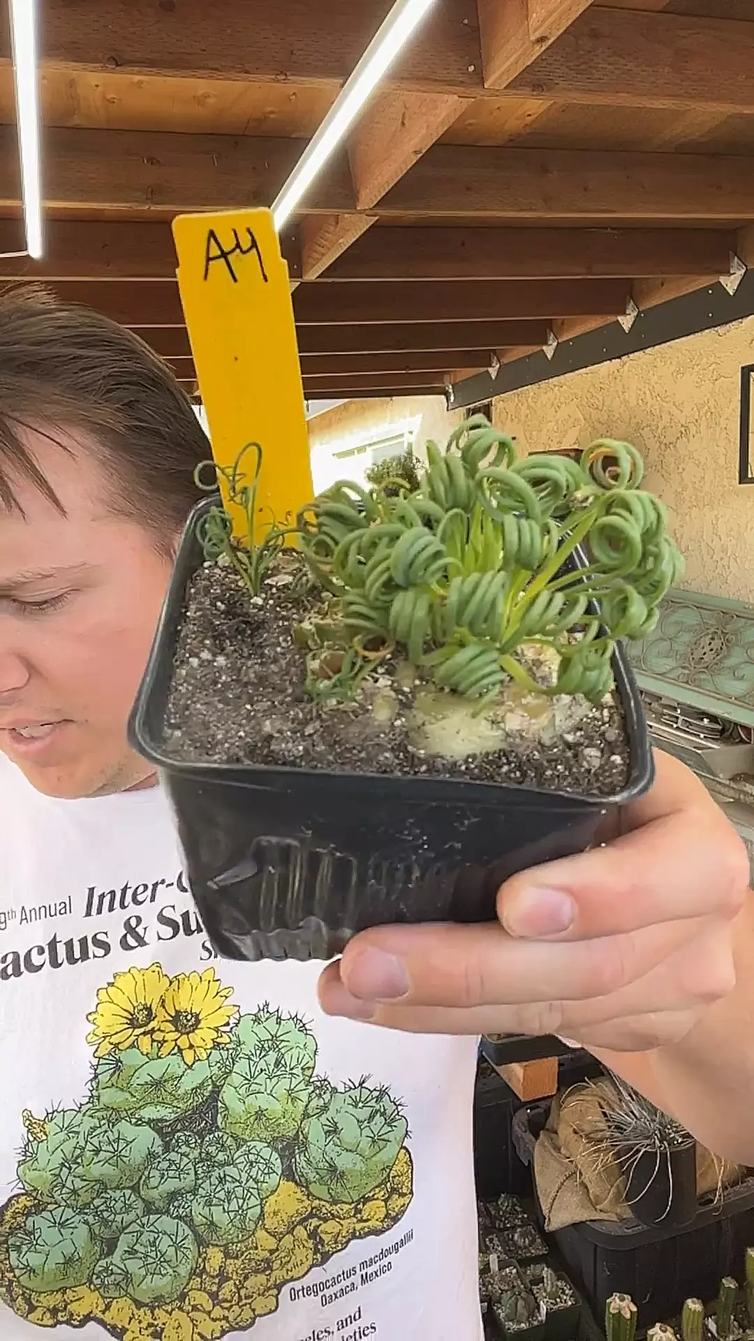 plant/Albuca Spiralis Cluster A4-0