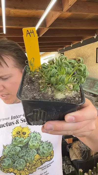 plant/Albuca Spiralis Cluster A4-0-thumbnail