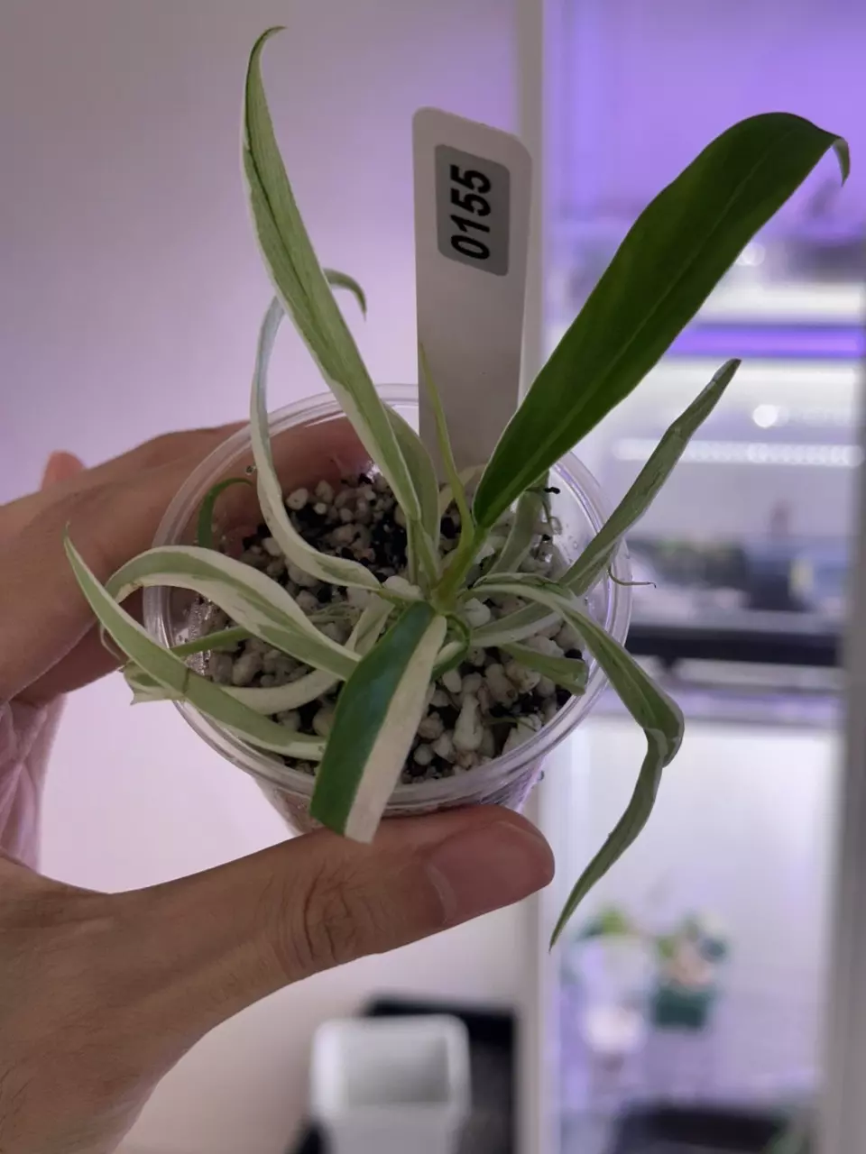 plant/philodendron Tortum albo #155 higher var-0