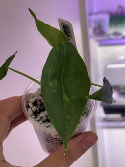 plant/Alocasia dragon breadth aurea var #69 discounted-1-thumbnail