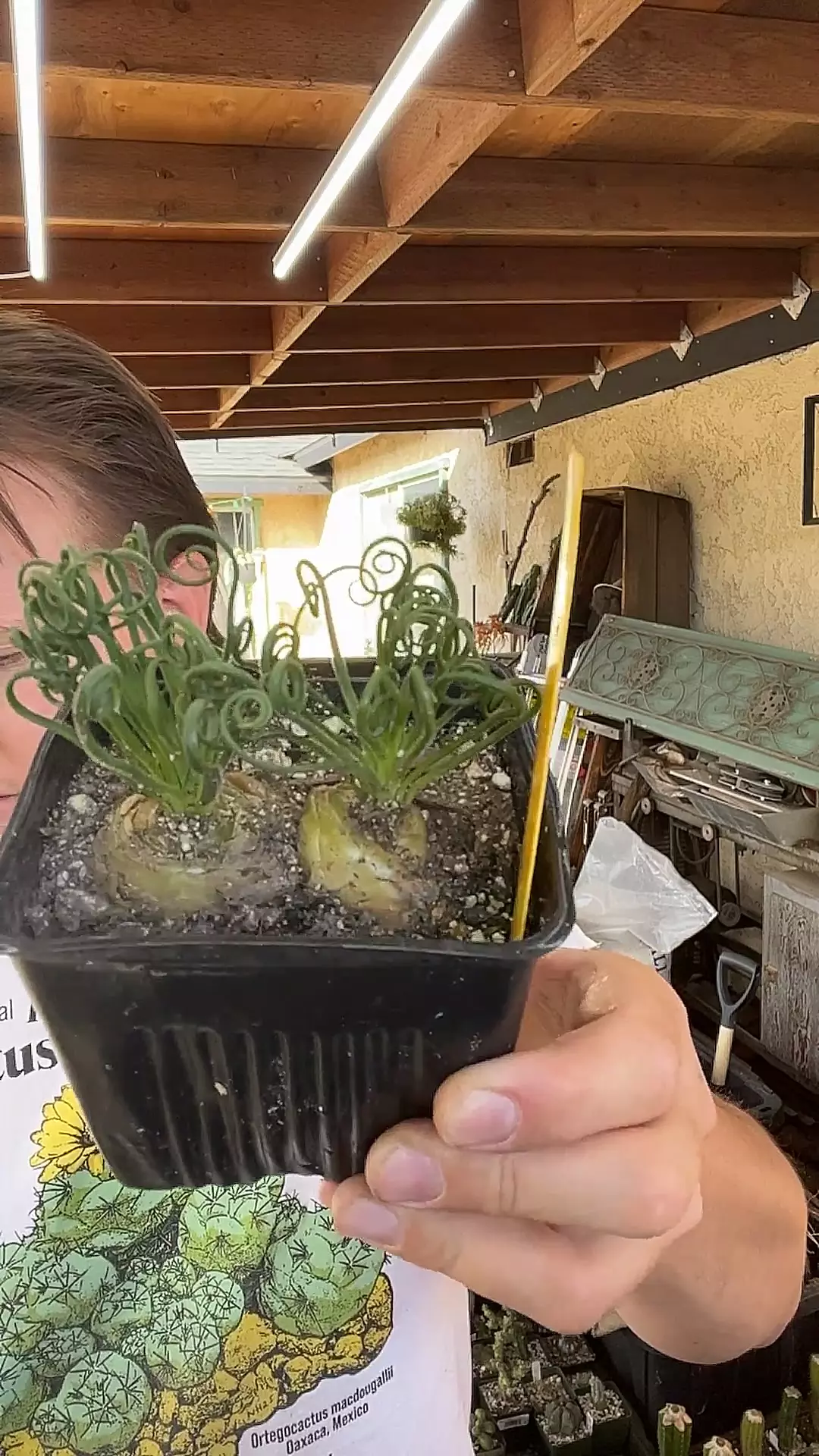 plant/Albuca Spiralis double bulb-0