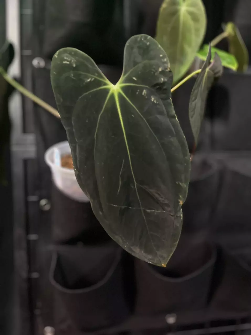 plant/Anthurium Pap 3 x Pap 1b-0