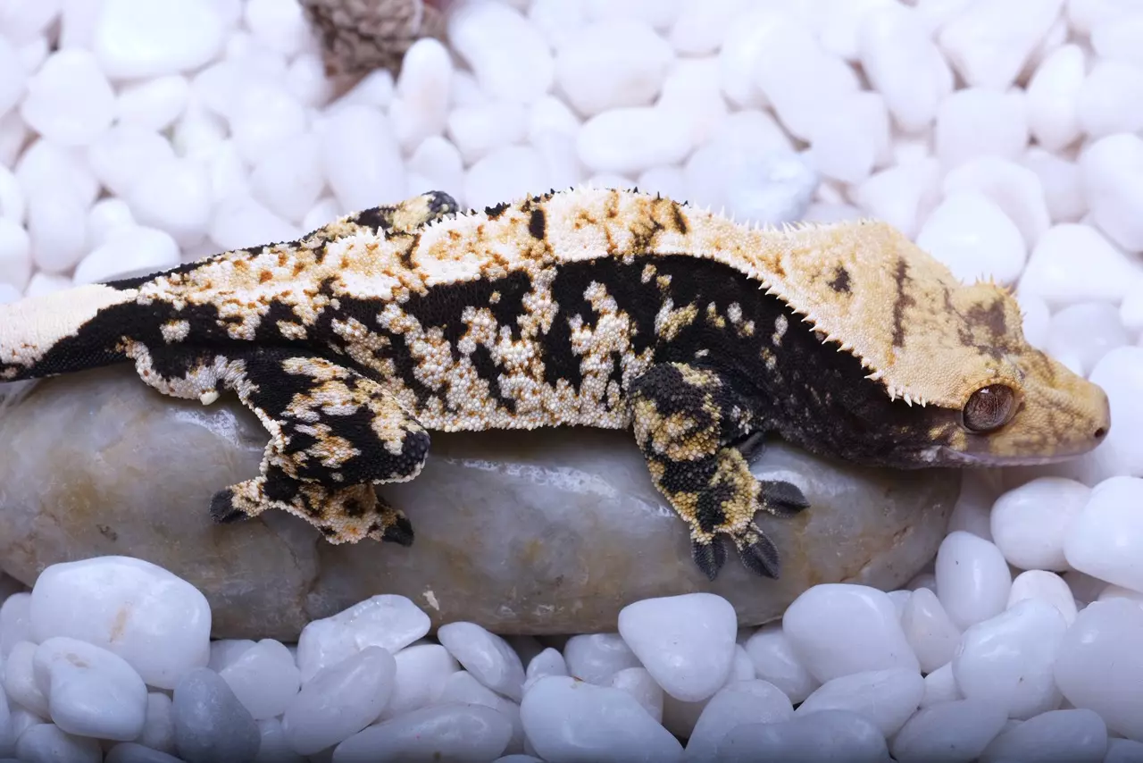 plant/Swarovski -RTB male out of Eternity x Logan-0