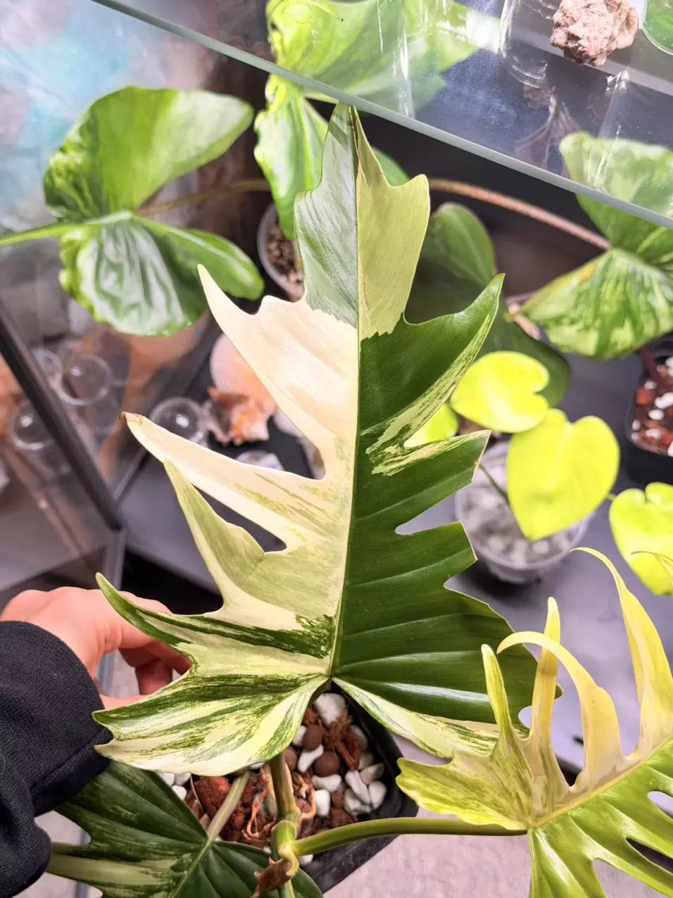 plant/florida beauty x tortum var-1