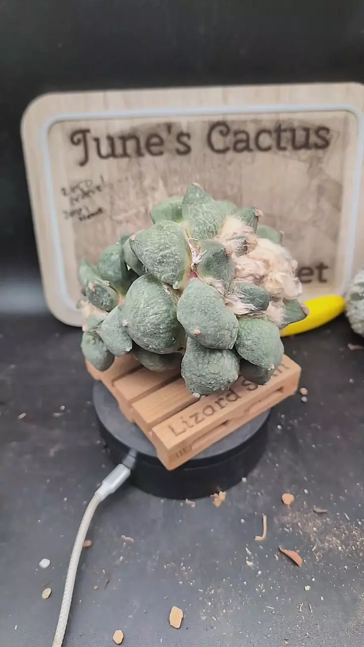 plant/m392 huge Ario Cauliflower degraft, no roots-0