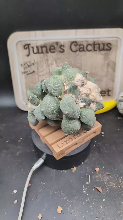 plant/m392 huge Ario Cauliflower degraft, no roots-0-thumbnail