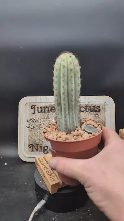 plant/m445 cipocereus bradei 7" tall-0-thumbnail