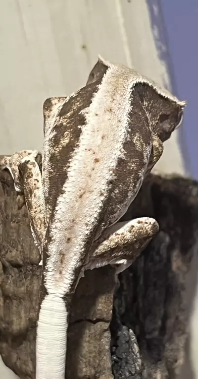 plant/Npv Lillywhite High coverage 5g-3-thumbnail