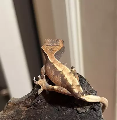 plant/NPV Sable 5g-2-thumbnail