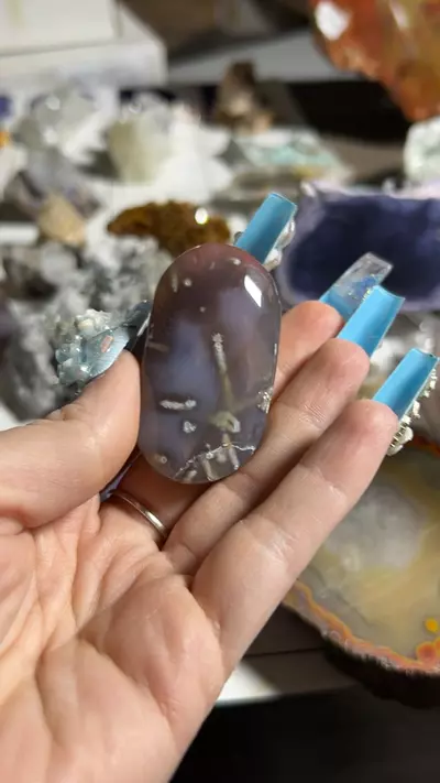 plant/Swazi Agate Palm-0-thumbnail