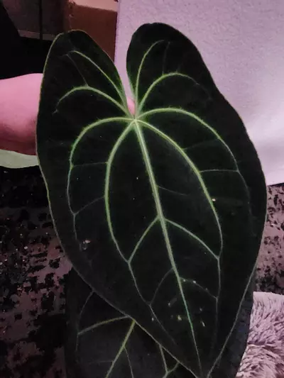 plant/Besseae Black & Blue Firework 0331-0-thumbnail