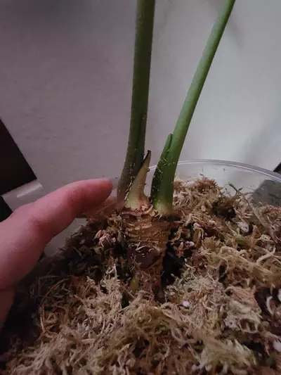 plant/Besseae Black & Blue Firework 0331-2-thumbnail