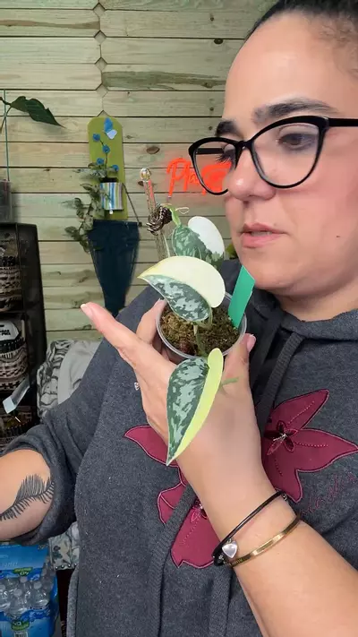 plant/3627 mayari-0-thumbnail