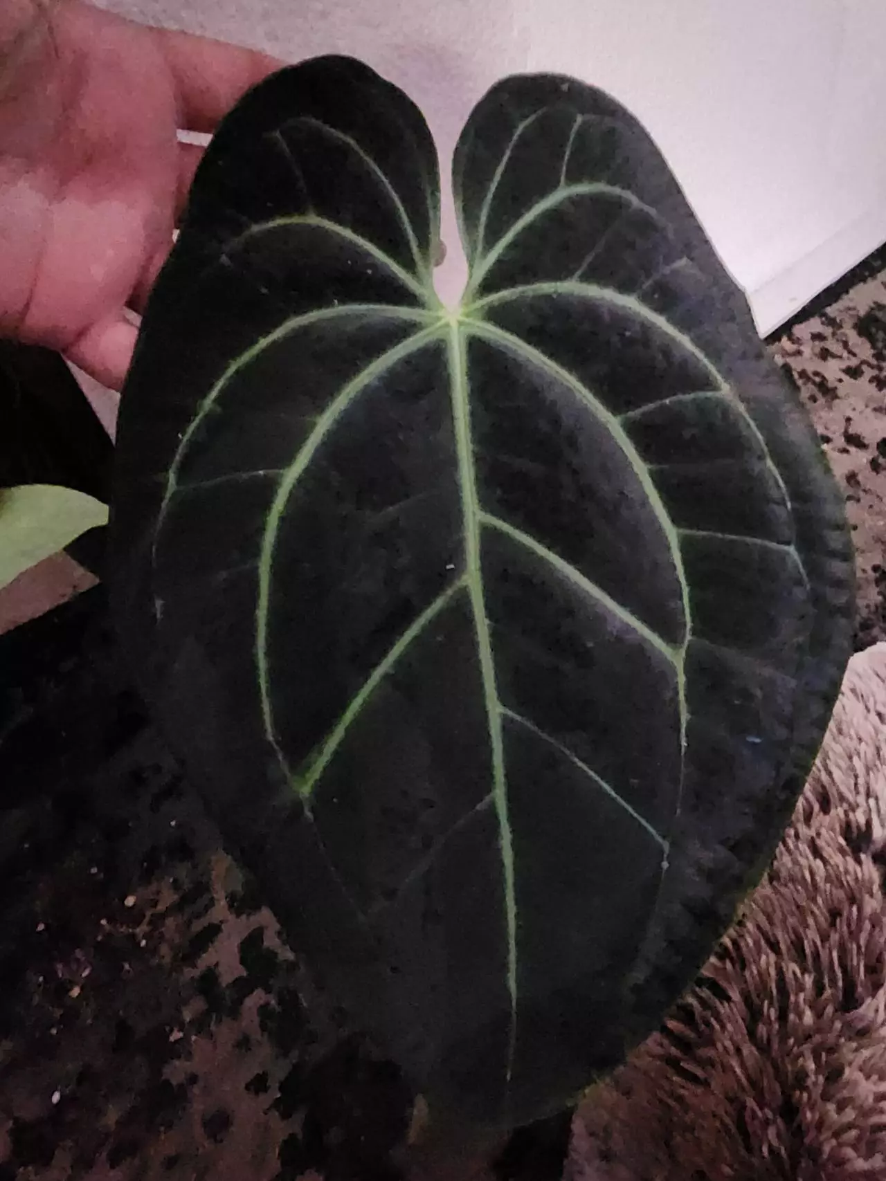 plant/Besseae Black & Blue Firework 0331-1