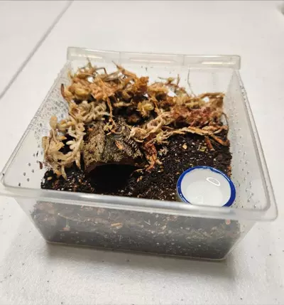 plant/Enclosure kit terrestrial sling-0-thumbnail