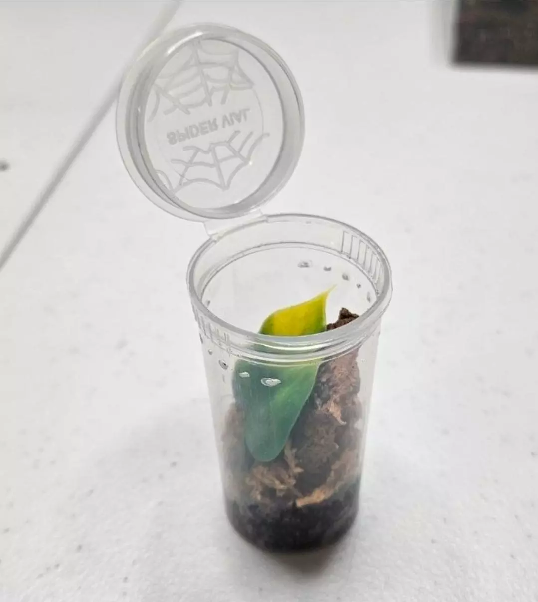 plant/Enclosure kit arboreal sling spider vial-0