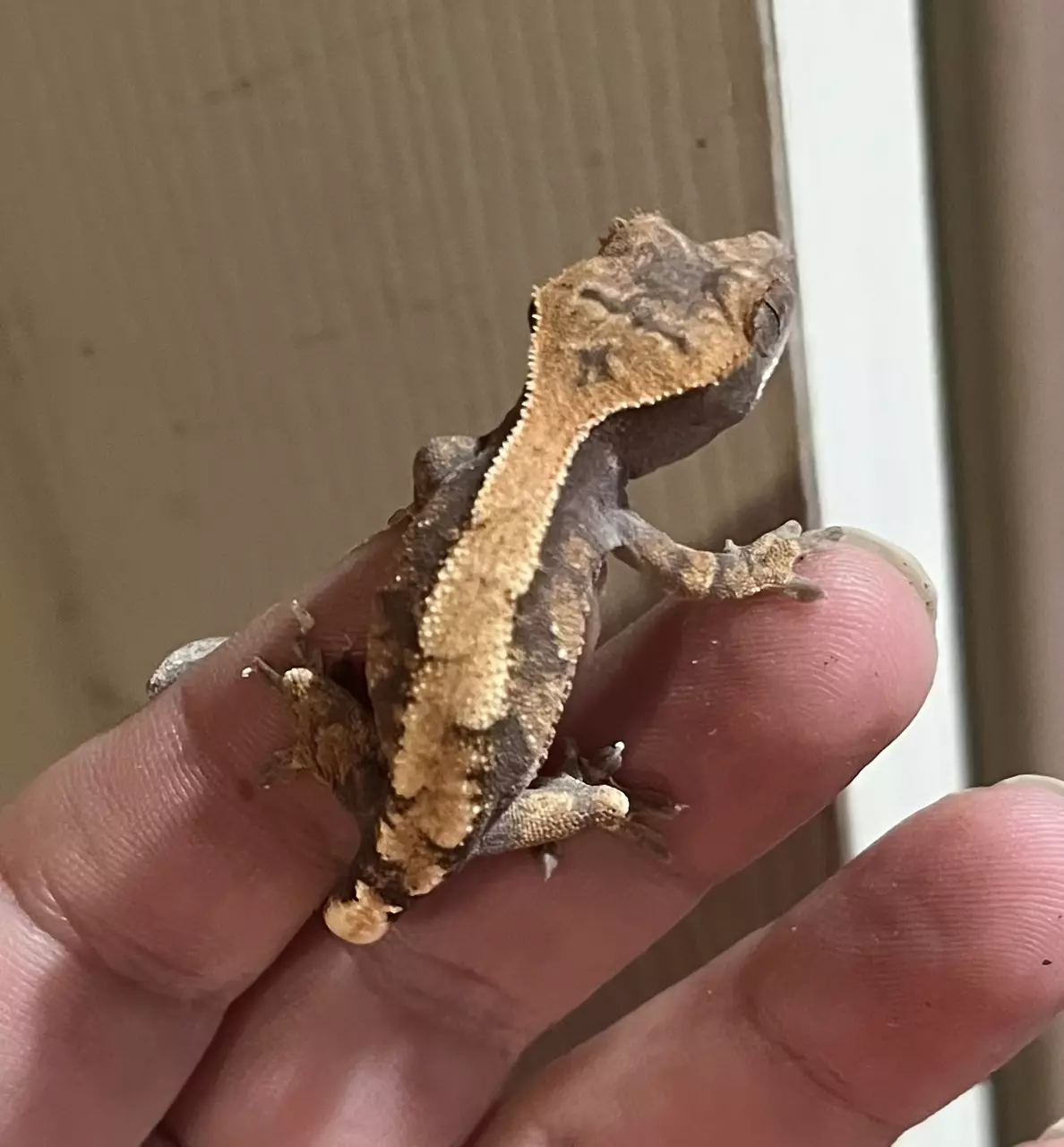 plant/NPV Sable 5g-0