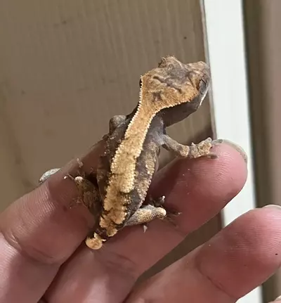 plant/NPV Sable 5g-0-thumbnail