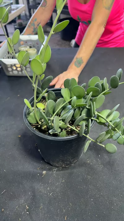 plant/1 gal string of coins-0-thumbnail