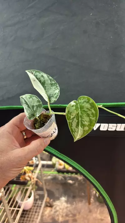 plant/Scindapsus Mayari 3” (SM1)-0-thumbnail